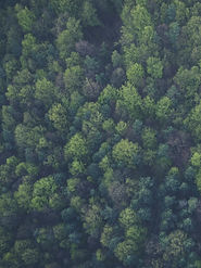 Dosel forestal denso