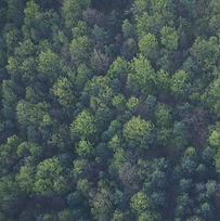 Wald