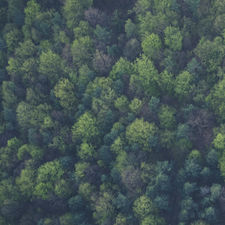 Forest Based Agroforestry Study & Yale Article