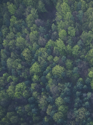Dense Forest Canopy