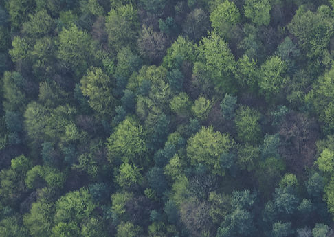 Bosque