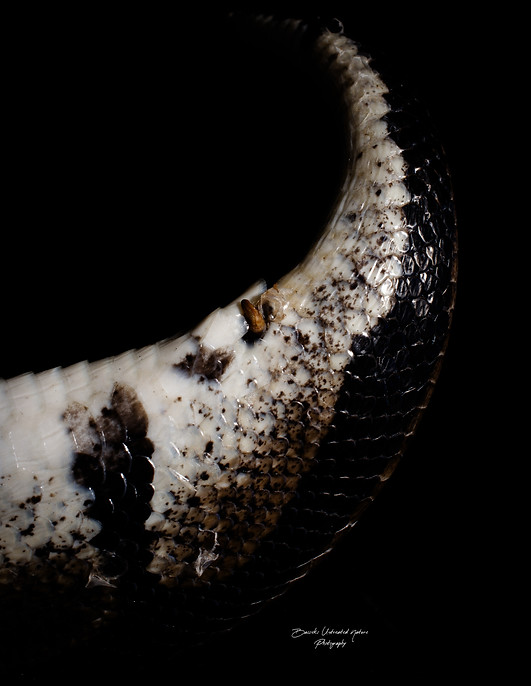 Python Regius.3