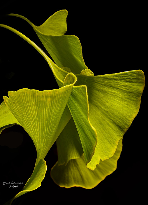 Ginko Bilboa