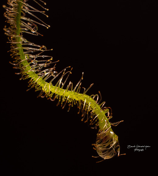 Drosera