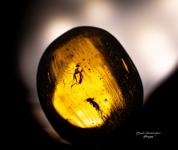 Diptera