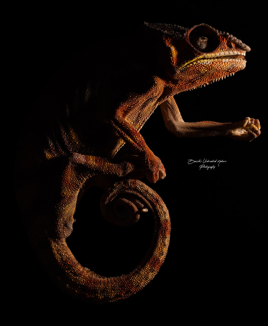 PantherChameleon