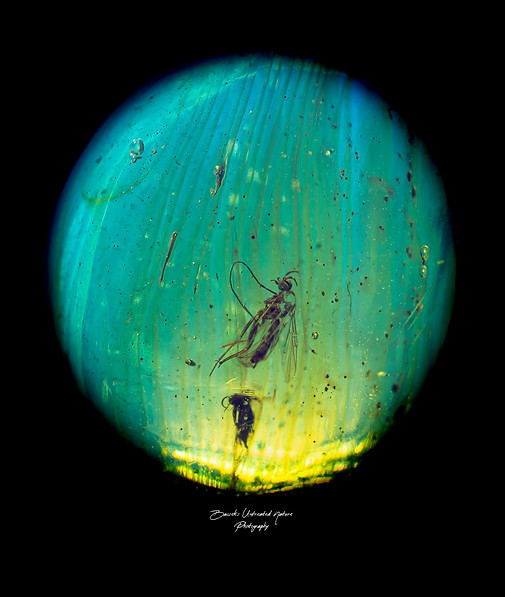 DipteraUV