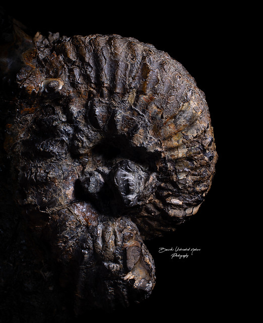 Hoplite