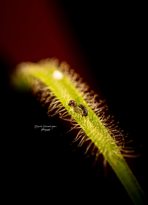 Drosera