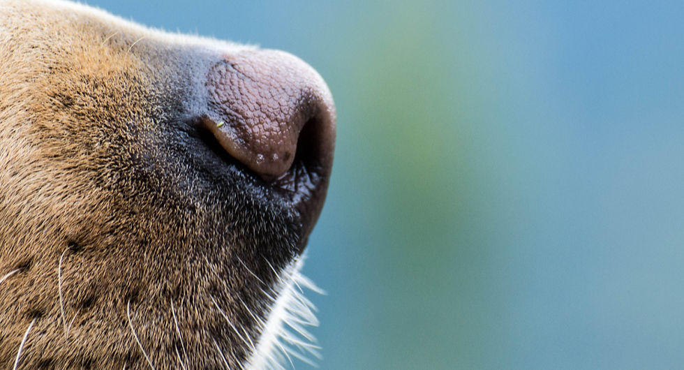 A dog's nose sniffing out a scent