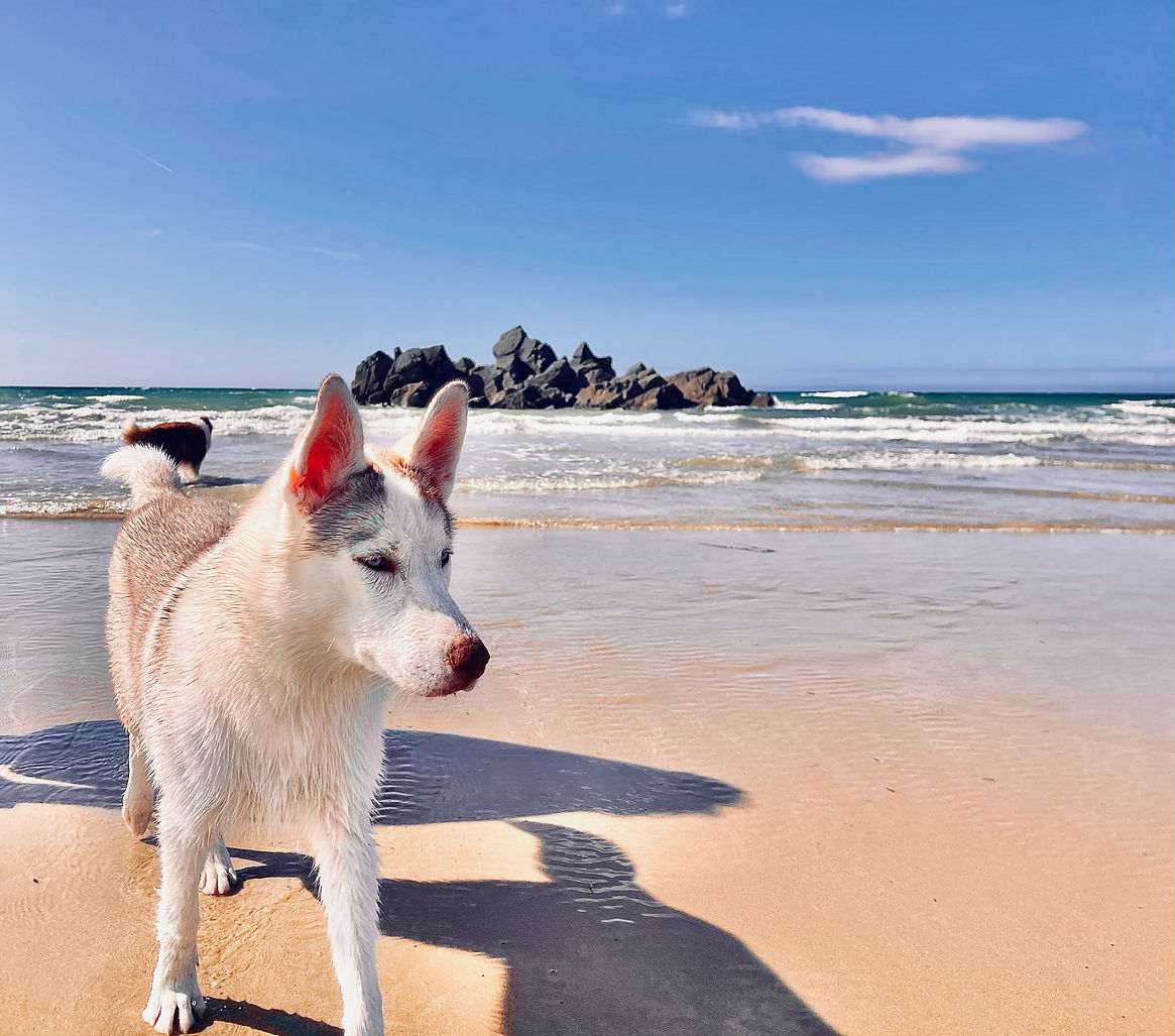 promeneur canin , pension pour chien