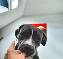 pension educative chien pension familiale Versailles