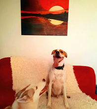 pension educative chien pension familiale Versailles