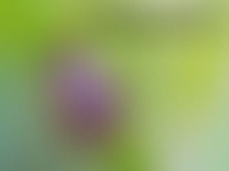 Saiba o que é a febre maculosa