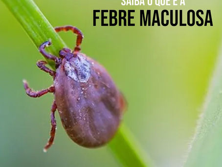 Saiba o que é a febre maculosa