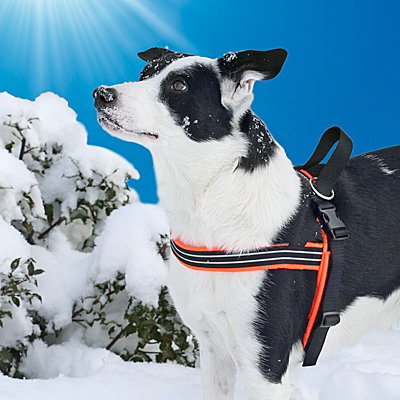 comfort flex harness