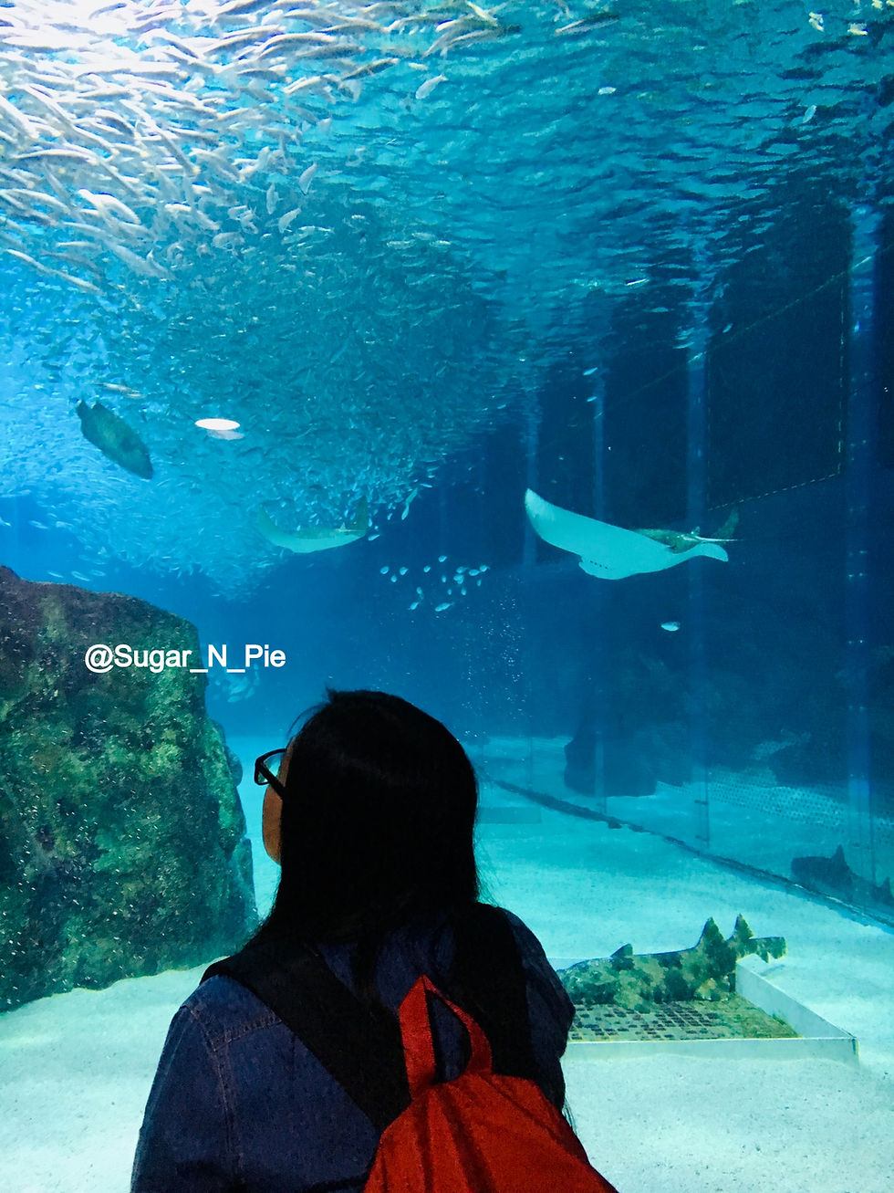 Seoul Itinerary || Ocean Kingdom, Coex Aquarium