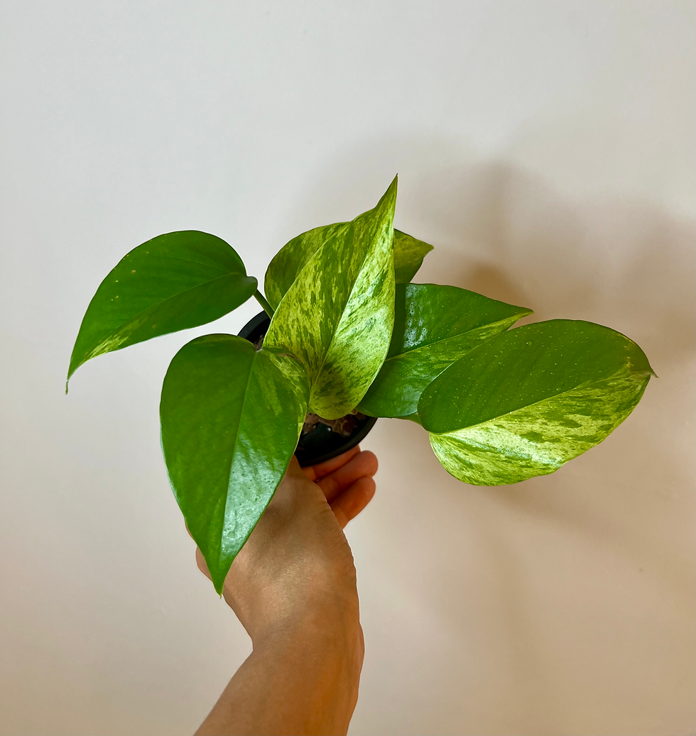 Pothos Marble Queen 4’