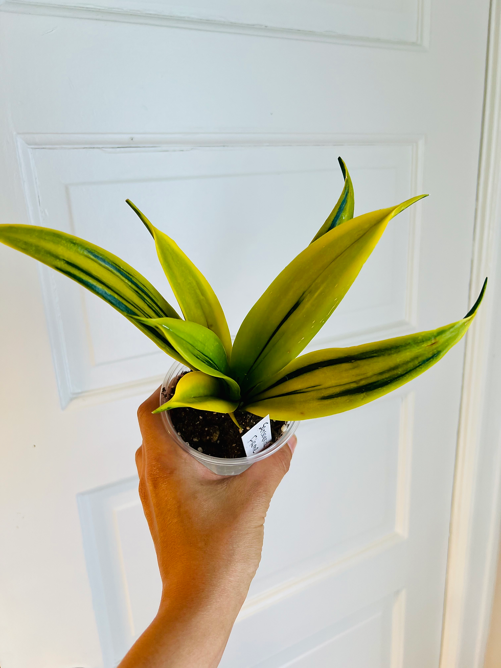 Sanseveria Flame 5'