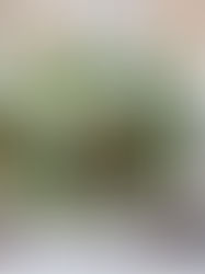 Easy and Affordable Winter Decorating With Vases