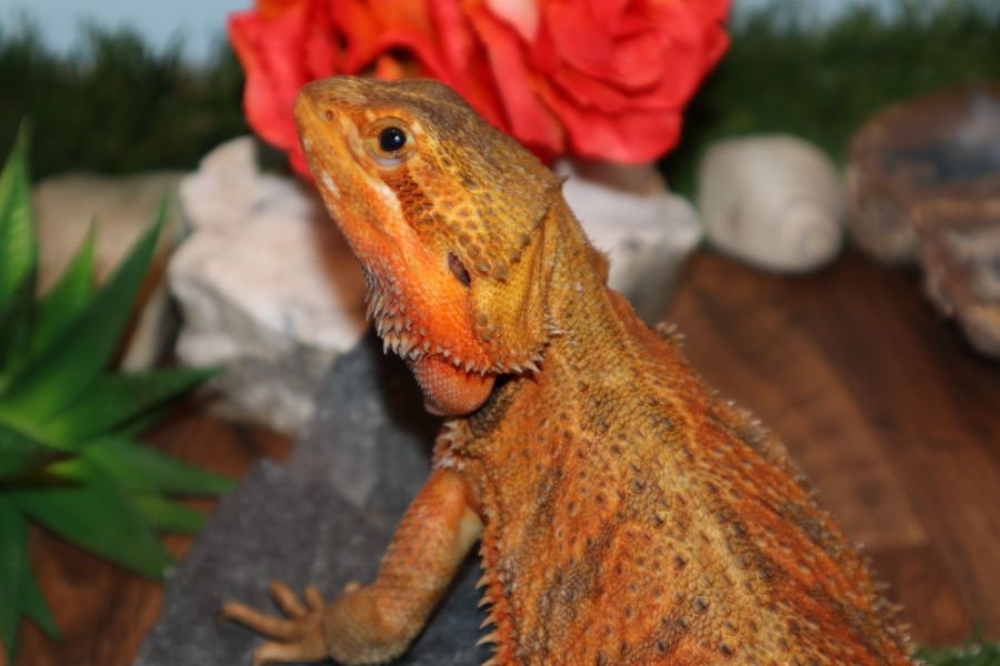 Thumbnail: Vanya - Adult Bearded Dragon