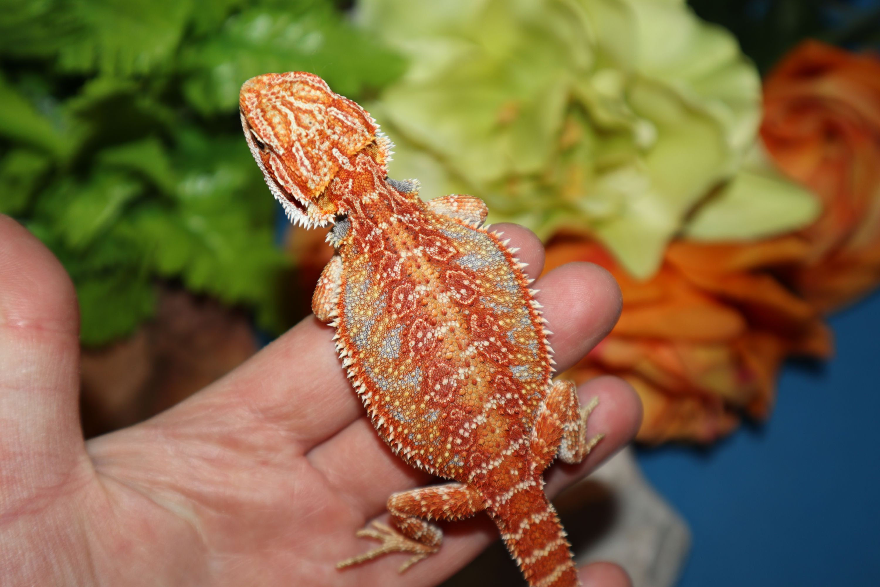 #7-Red-Female