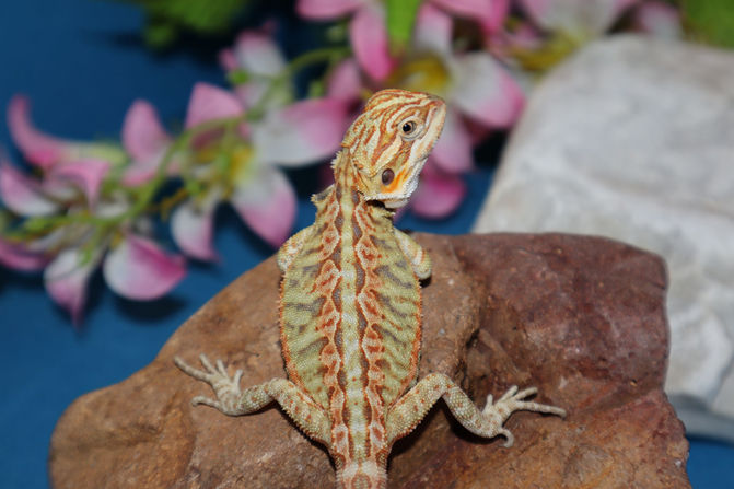 Only 5 Gorgeous Bearded Dragon Babies Left!
