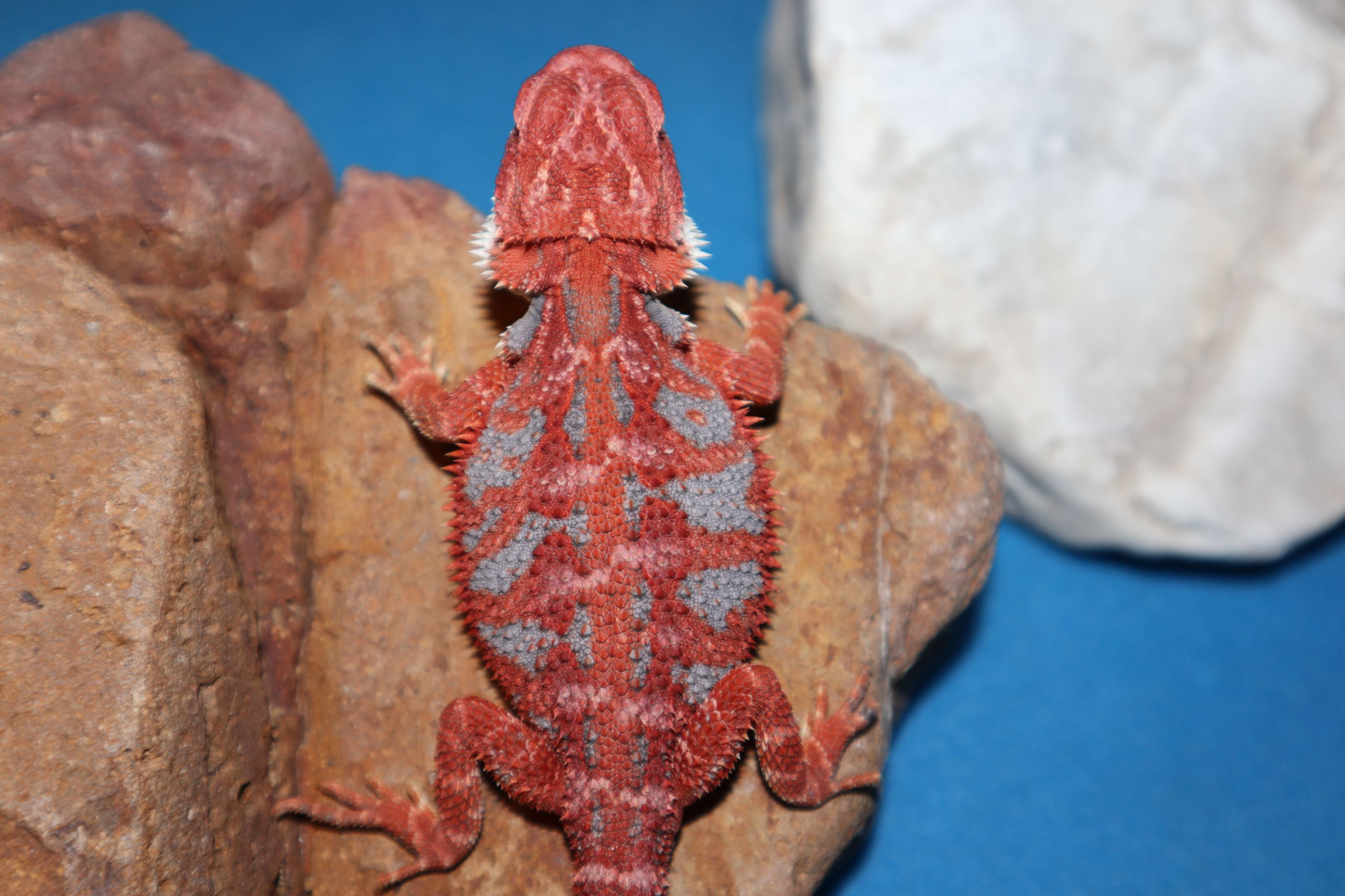 #5-G-Male