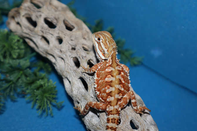 Weekend Sale!! $50 OFF all Rankins Dragons! 