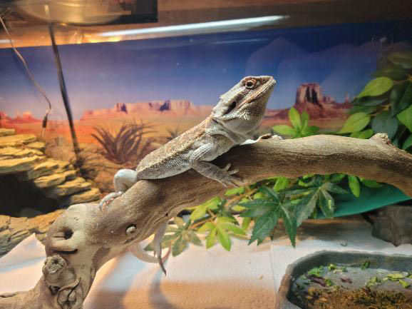 Thumbnail: Haku-2 Year old Male