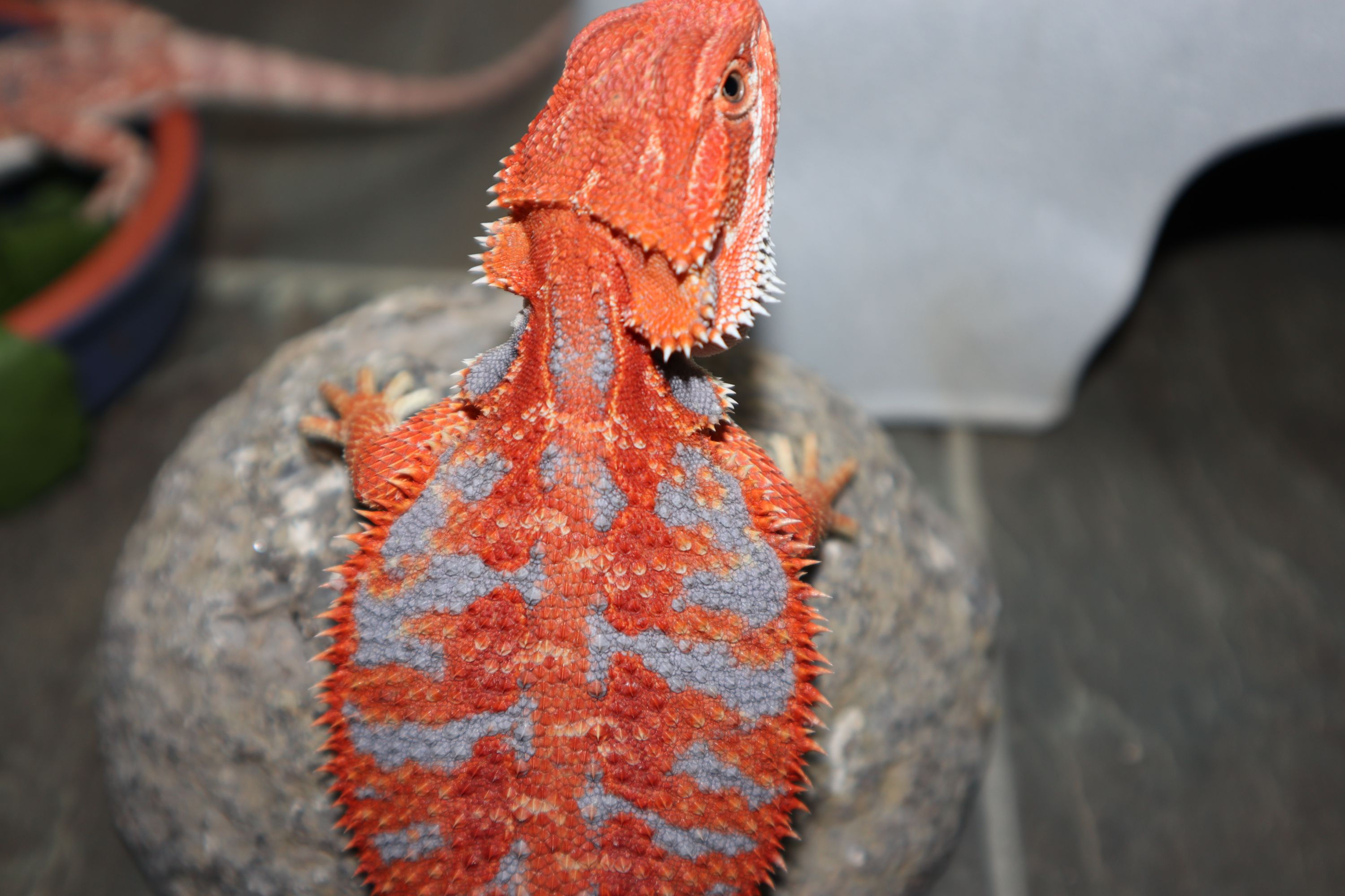 #26-G-Female