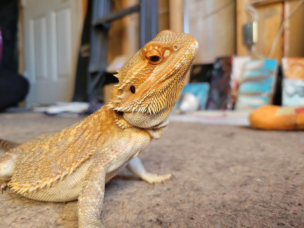 Haku-2 Year old Male