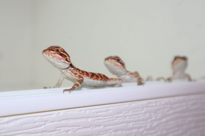 Our first ever, Magnus & Persephone babies!