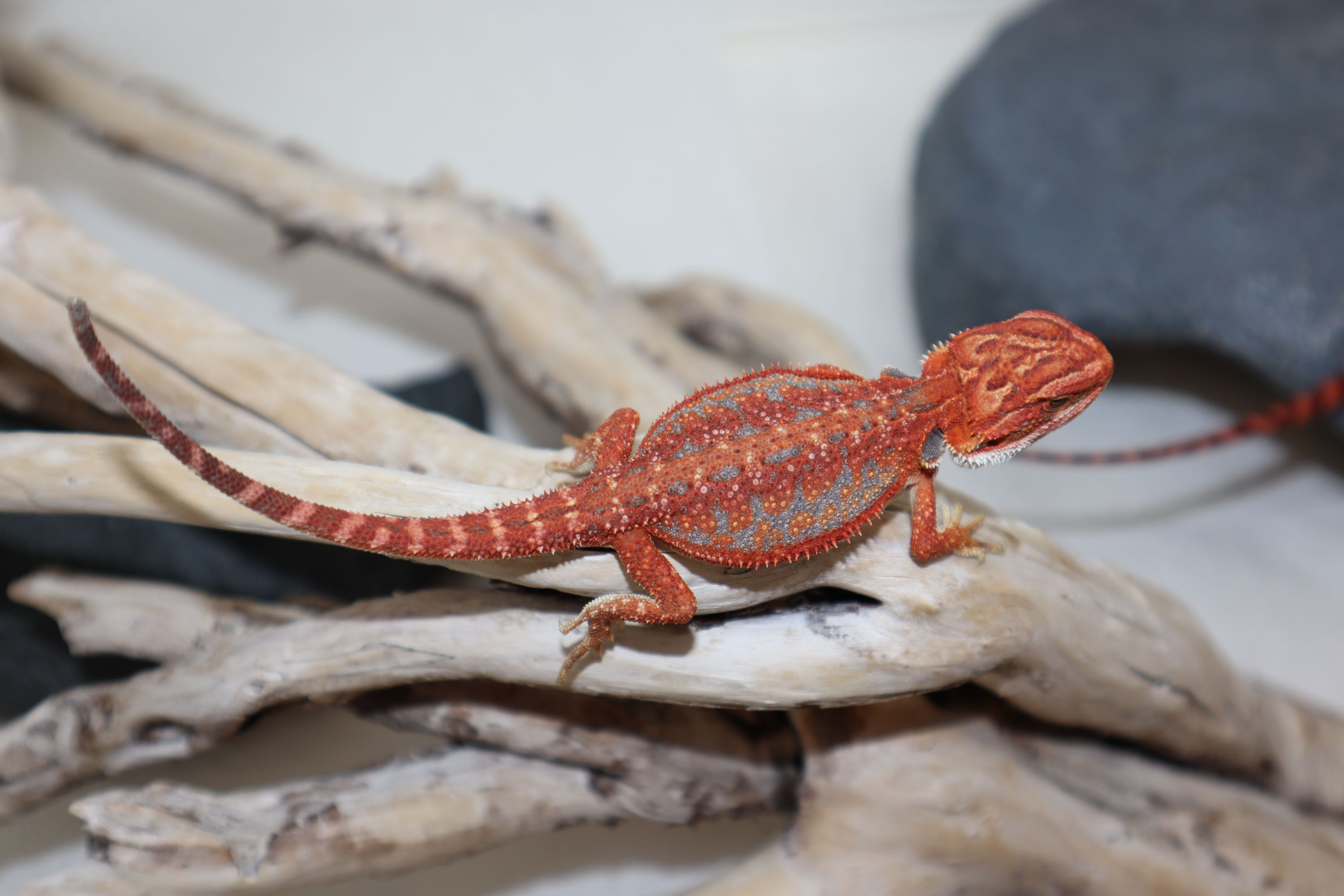 #2-G-Female