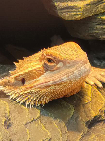 Thumbnail: Haku-2 Year old Male