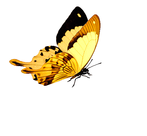 butterfly-animation-11.gif