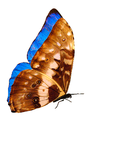 butterfly-animation-32.gif