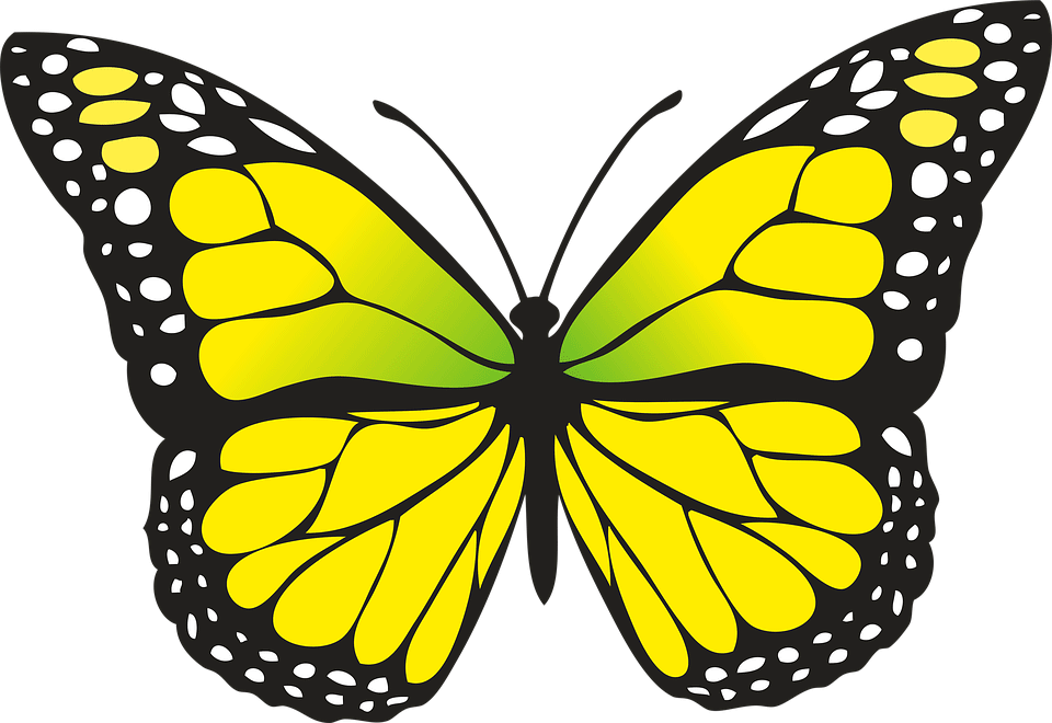 mariposa-12.gif