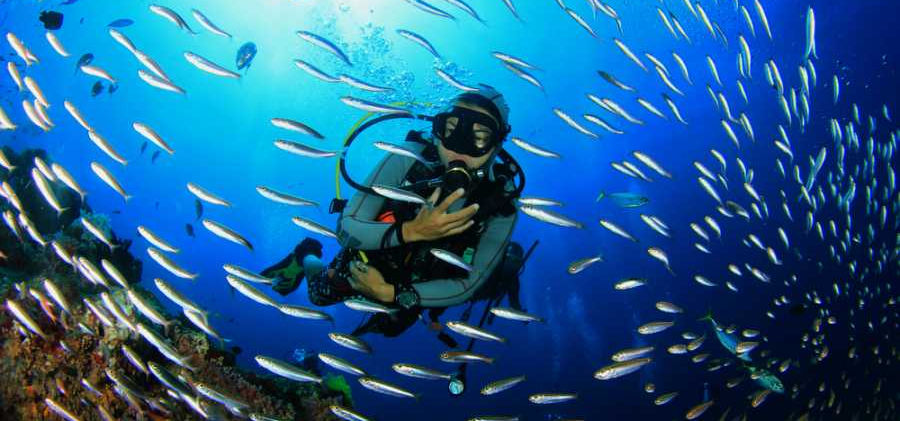 diving 1.jpg