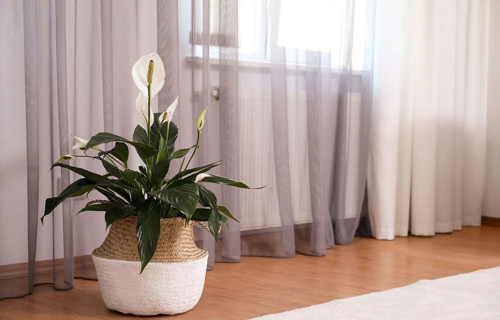 How To Keep Your Peace Lily Happy And Healthy With Bestgreen