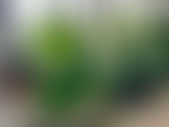 Why You Should Replant Your Monstera with Leca and BestGreen Potting Soil