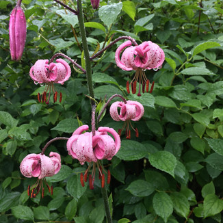 Flowers at Little Homeward