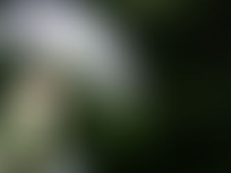 La juste place du Bioénergéticien Quantique