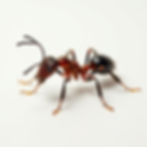 Pheidole Ant Colony
