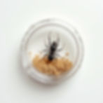 Messor Barbarus Colony
