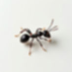 Lasius Niger Colony