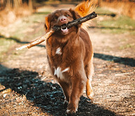 Choose your stick with Alba.