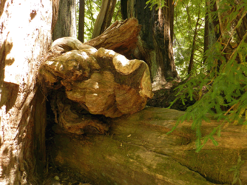 Got Burl?