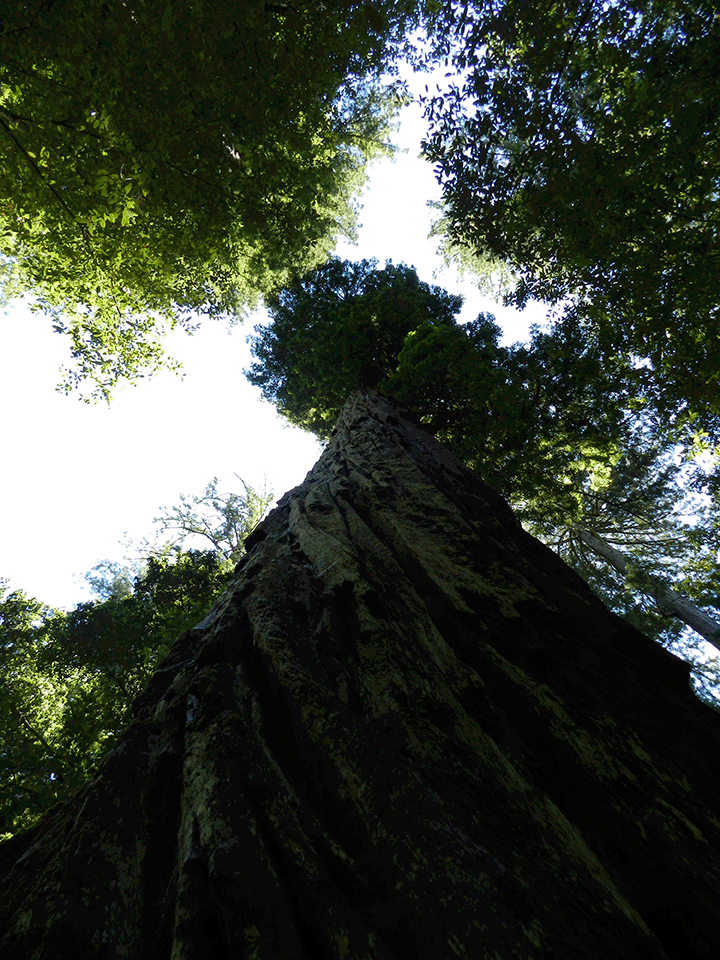 Looking Up