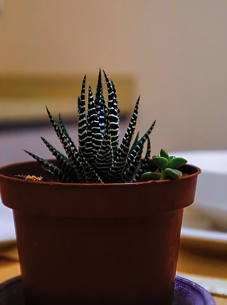 WhatsApp Image 2026-02-02 at 10.10.09 PM.jpeg